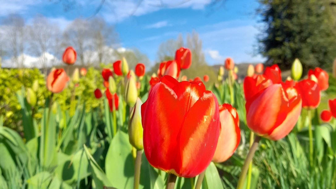 A close up view of a group of red tulips, with some trees and a bright blue sky in the background
